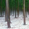 cedar forest 2