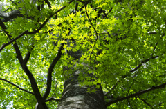 green　Ⅱ