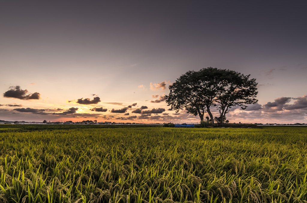 harvest　Ⅲ