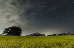 星降る菜の花畑