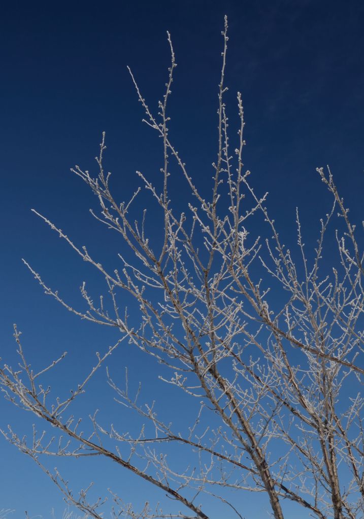 冬の青空