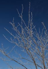 冬の青空