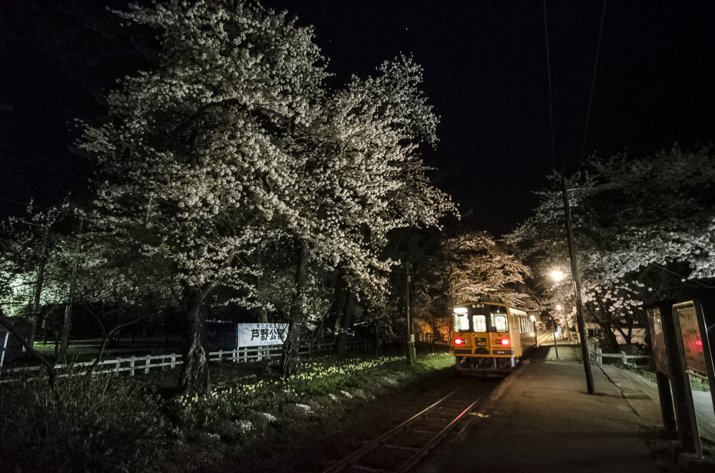 芦野公園駅　夜桜❀