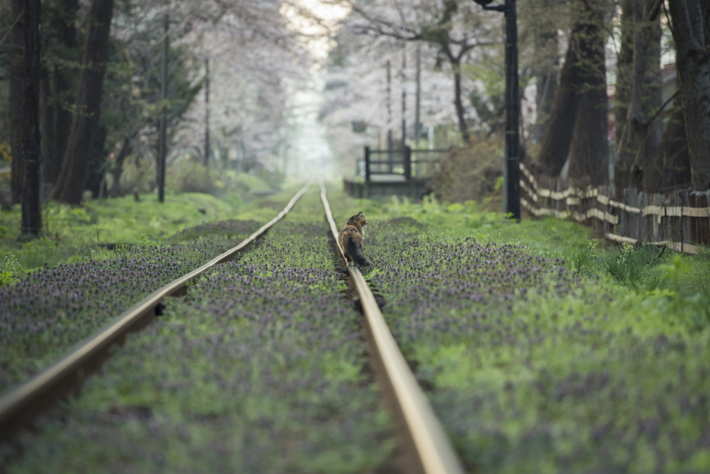 春の散歩道