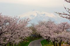 桜と岩木山