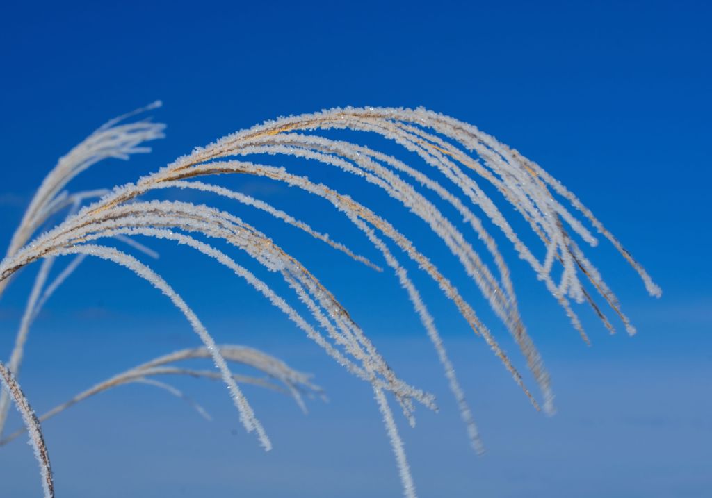 霧氷すすき