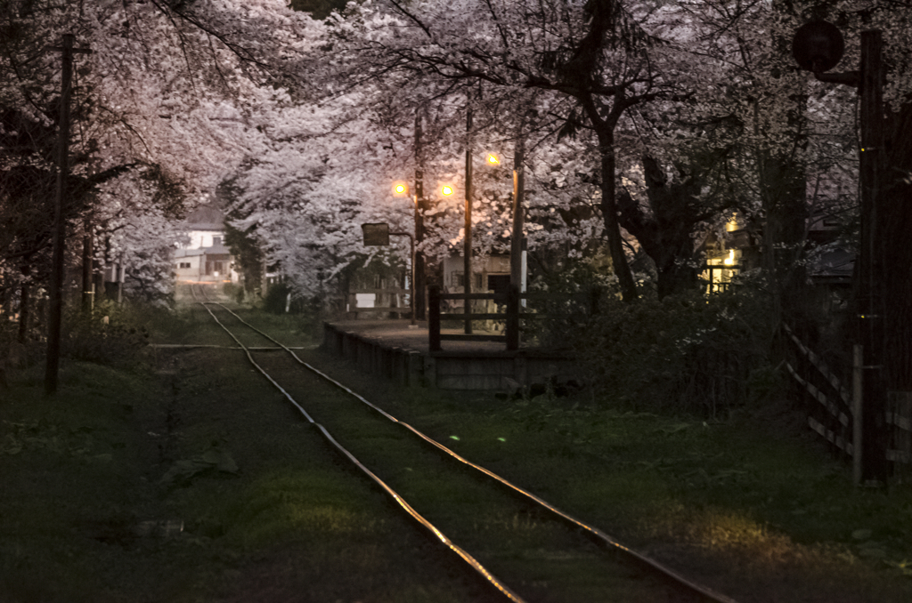 夜桜　津軽鉄道　芦野公園駅より