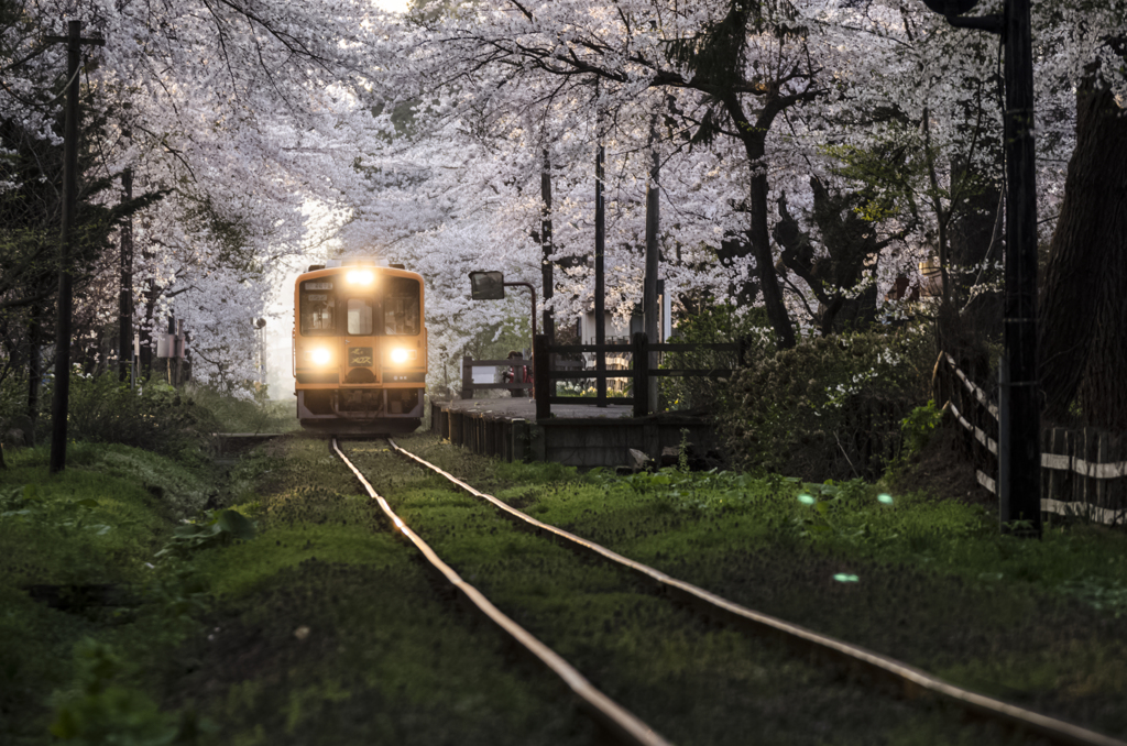 桜のトンネル