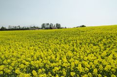 菜の花❀満開