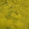桜も良いけど、菜の花も