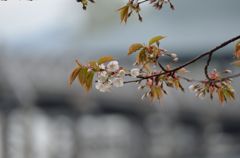 ミコパーの桜