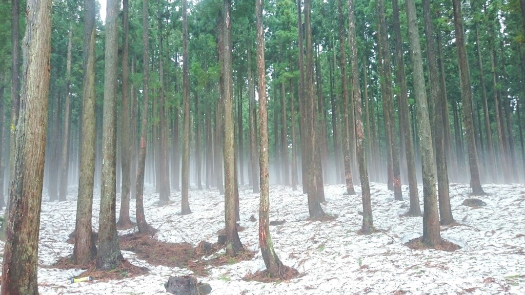 cedar forest