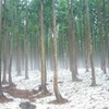 cedar forest