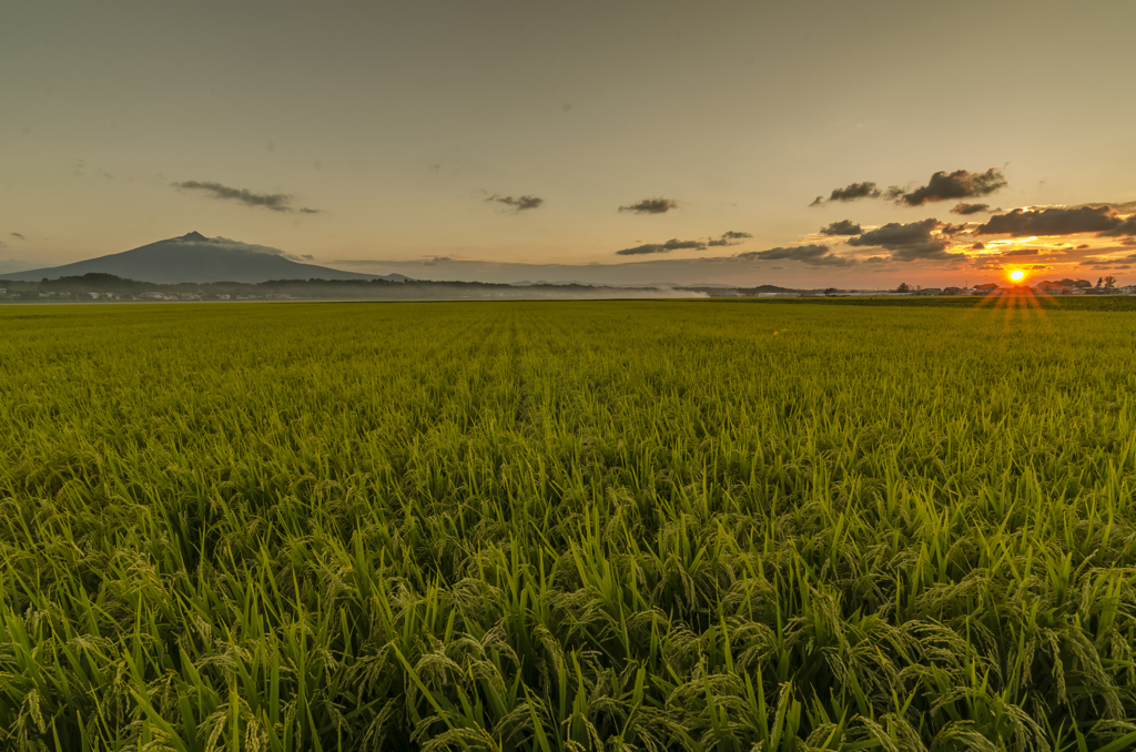 harvestⅡ