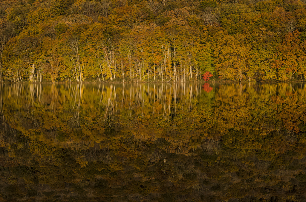 autumnal tints
