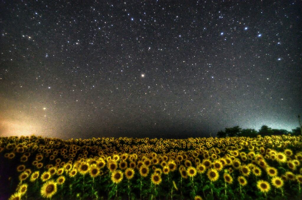 星と会話する向日葵