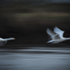 swans