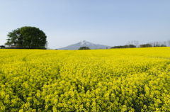 岩木山と菜の花畑