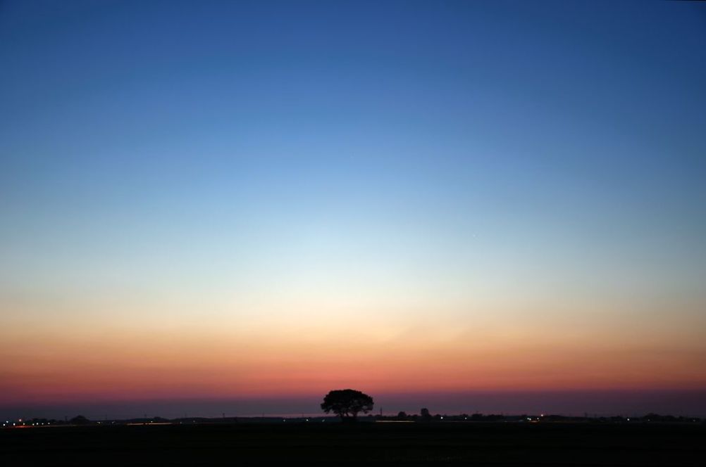 一本の樹木