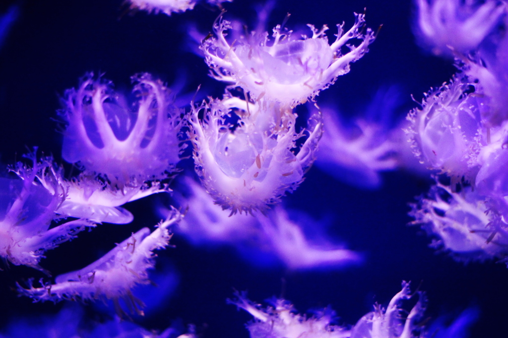 江の島水族館7