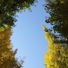 移りゆく紅葉#２