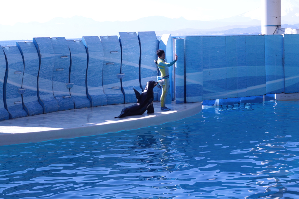 江の島水族館14