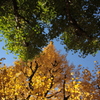 移りゆく紅葉#3