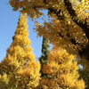 移りゆく紅葉#1