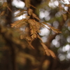 松の紅葉？
