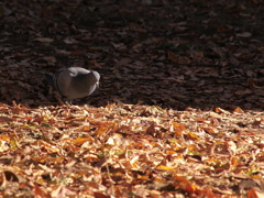 鳩