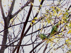 ワカケホンセイインコ？