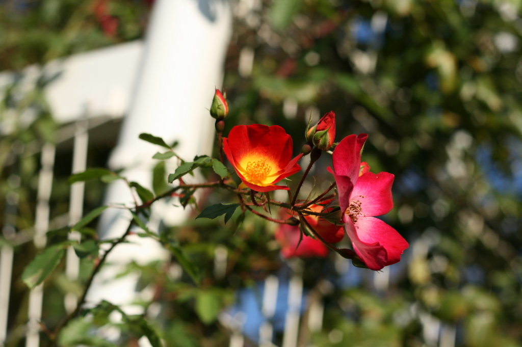 代々木公園#1