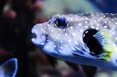 江の島水族館1