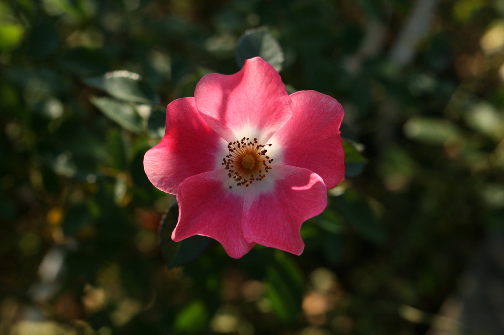 代々木公園#2