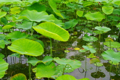 蓮の花開花前