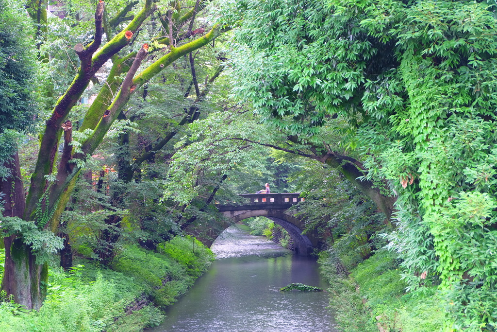 玉川上水と橋