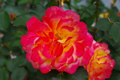 アンネの薔薇