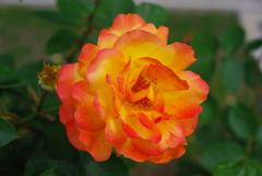 IMGP4992