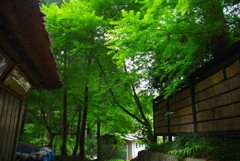 IMGP7741