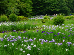 菖蒲園3