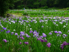 菖蒲園2