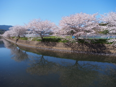 さくら２０１４・ 連