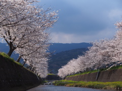 曇天に輝く