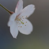 さくら２０１４・ ひとつ
