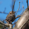 野鳥図鑑（コゲラ）