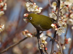 野鳥図鑑（メジロ）