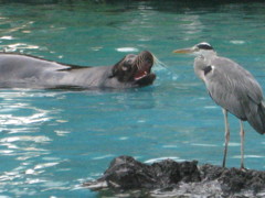 見つめ合い（天王寺動物園）