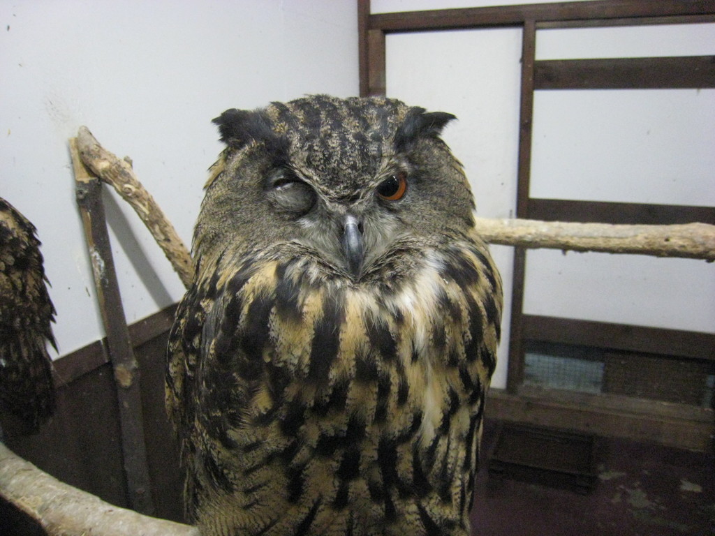 ウインク☆（掛川花鳥園）