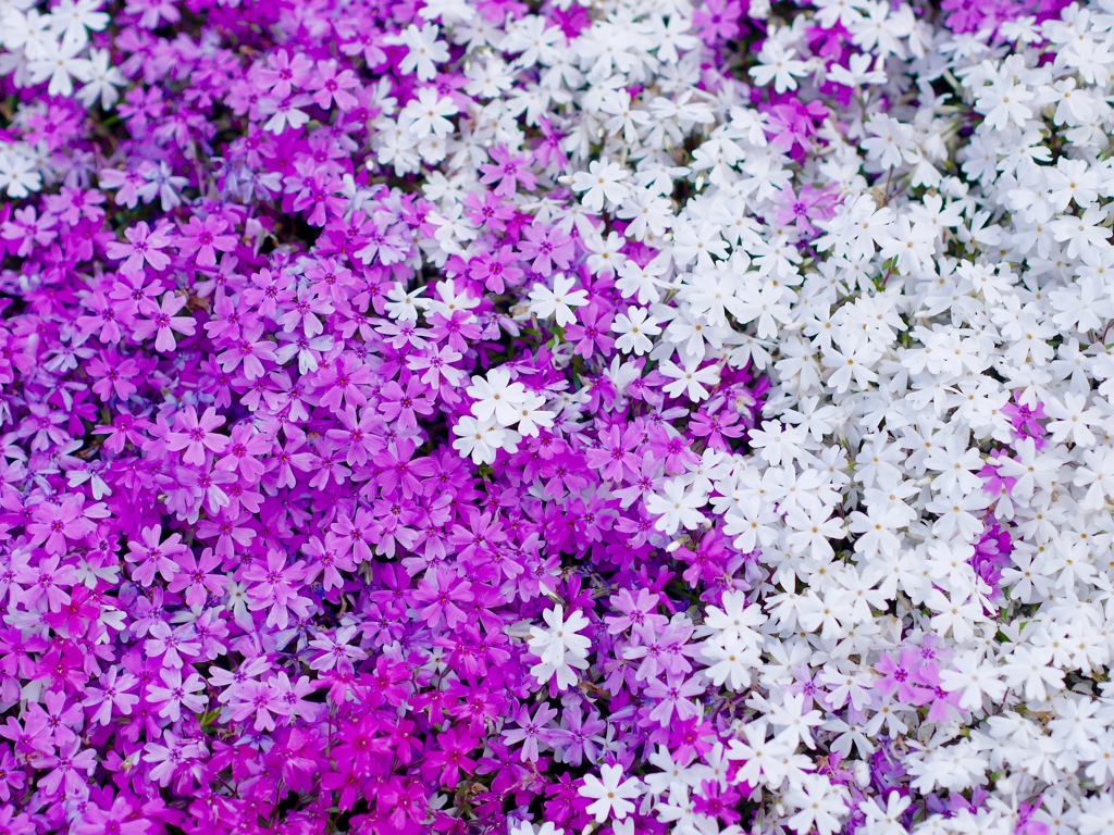 國田家の芝桜 - 5