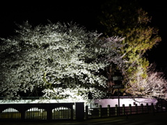飛騨高山　夜桜18